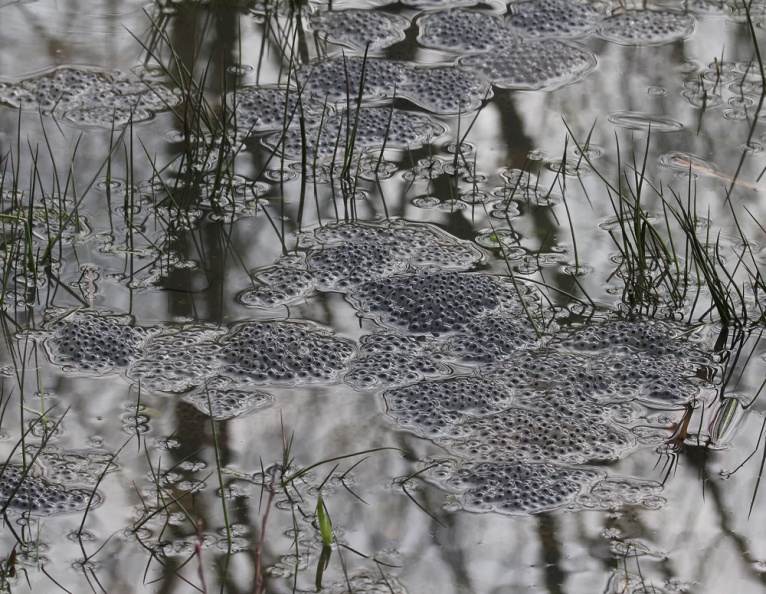 Slightly raised in shallow water as level drops. IMG_4771 rtqs 1000 BC Frogspawn.jpg